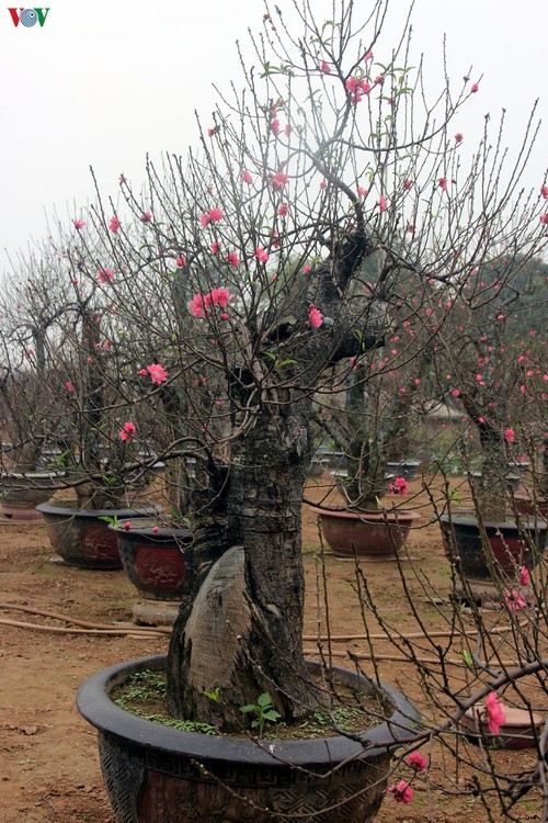 おしゃべりタイム(1月9日) - ảnh 1