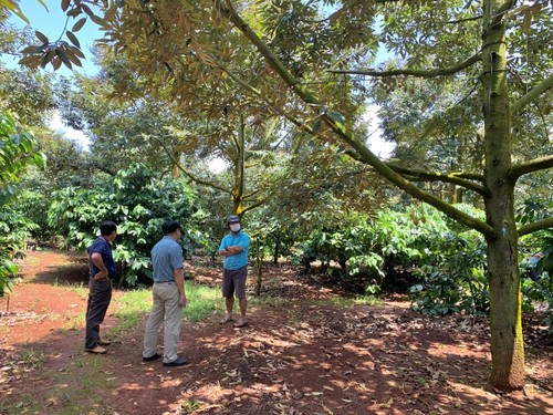 テイグエン地方の農民と企業 農産物の輸出で連携 - ảnh 1