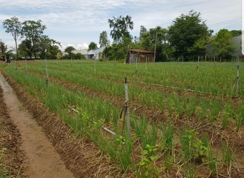 模範的新農村の基準達成を目指すソクチャン省ダイタム村 - ảnh 2