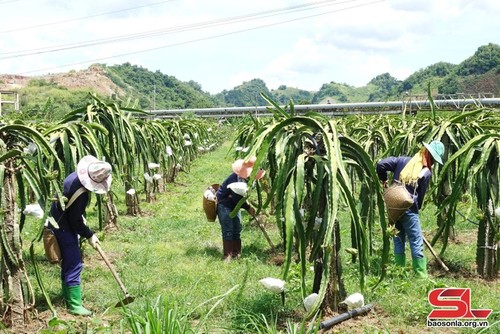 農産物に生産園地番号の登録を行うソンラ省の農民 - ảnh 1