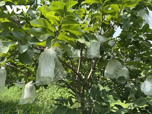 カントー市におけるバンレイシの栽培で富を築いた農民たち - ảnh 3