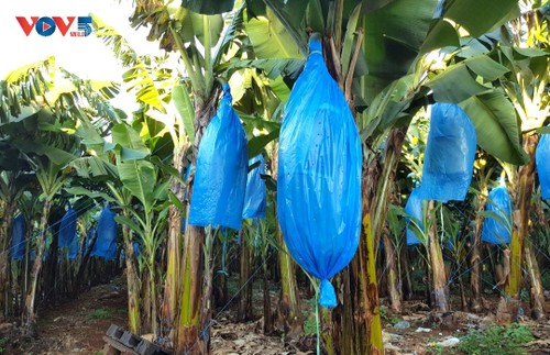 ザライ省ダクドア県におけるバナナ輸出栽培の効果 - ảnh 1
