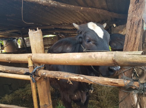 ザライ省イアペット村における繁殖牛飼育プロジェクトの実施による効果 - ảnh 1