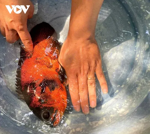 レオパードオスカー養殖で富を築くハウザン省の若者、トゥックさん - ảnh 1