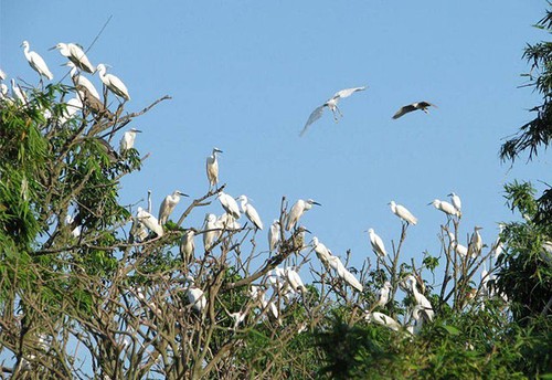 Datang Mengunjungi Kebun Burung Bangau Bang Lang