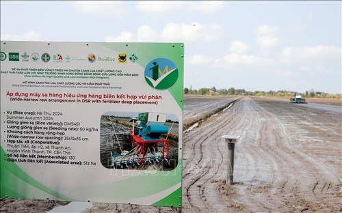 One-million-hectare low-emission rice field project started - ảnh 1