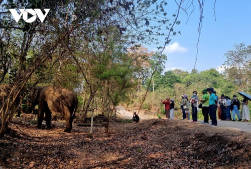 Elephant tour of Yok Don National Park - ảnh 1