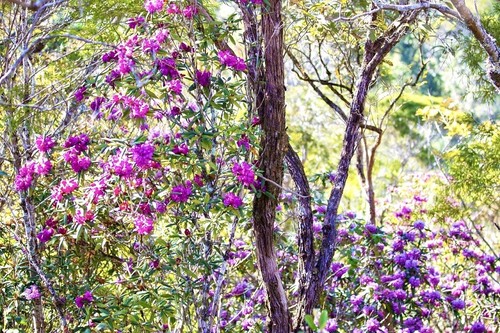 Vi Rơ Ngheo, an ancient village in a flower forest - ảnh 3