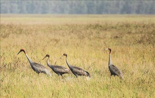 Red-crowned cranes to be raised in Tram Chim National Park  - ảnh 1