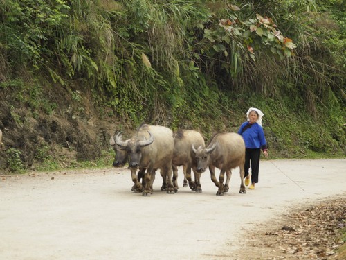 Tay, Nung people’s ceremony to thank the buffalo - ảnh 2