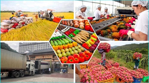 Vietnam’s agricultural products become more popular in EU  - ảnh 1