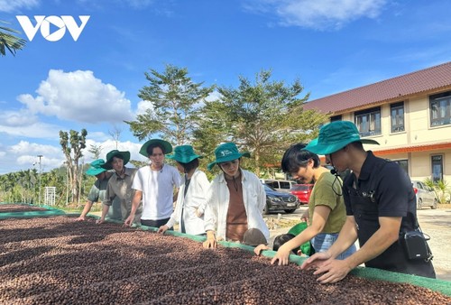 Special coffee farms in Dak Lak province - ảnh 2
