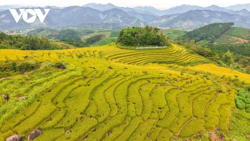 New rice celebration, a joyful Golden Harvest Festival in Quang Ninh province - ảnh 4