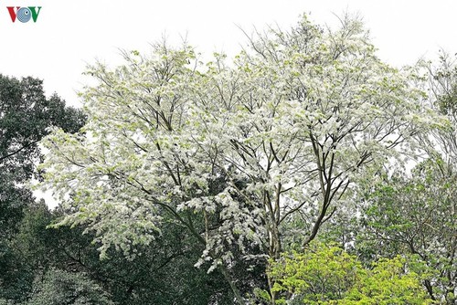 Wednesday March 11, 2026 - ảnh 2