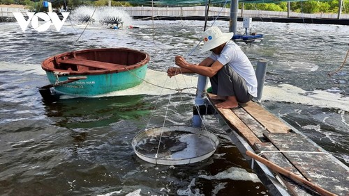Quang Tri fishermen develop sustainable aquaculture - ảnh 1