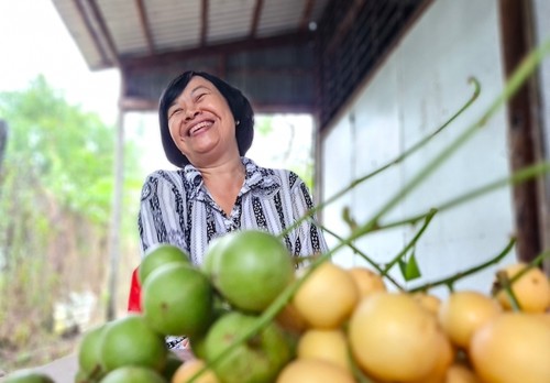 U Minh’s yellow strawberry gardens become tourist attraction - ảnh 1