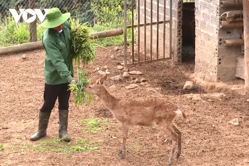 Lai Chau people supported with capital for new economic development models   - ảnh 2