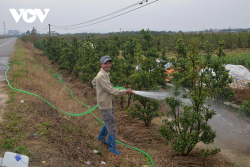 Tet comes early to Binh Khe flower village - ảnh 3