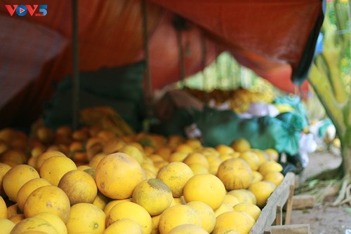 Phuc Dien pomelo garden as a dreamy location to check-in as Tet approaches - ảnh 10