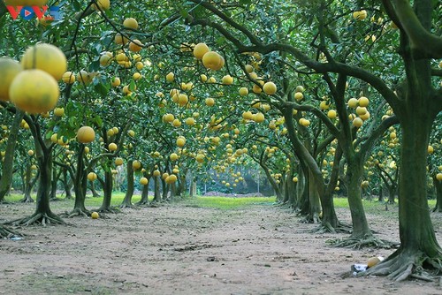 Phuc Dien pomelo garden as a dreamy location to check-in as Tet approaches - ảnh 1