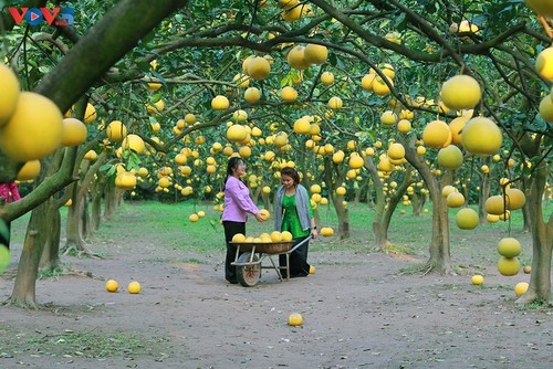 Phuc Dien pomelo garden as a dreamy location to check-in as Tet approaches - ảnh 3