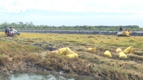 Spring in Bac Lieu province’s rice-shrimp fields  - ảnh 2