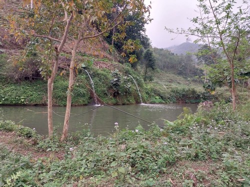 “Ca bong” farming changing Bao Yen district, Lao Cai province - ảnh 1