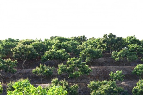 Son La targets agricultural breakthroughs to drive growth  - ảnh 2