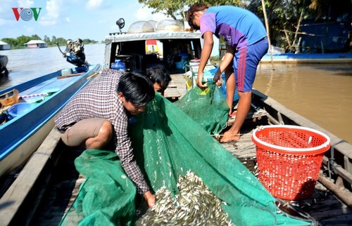 Sản vật mùa nước nổi đồng bằng sông Cửu Long - ảnh 2