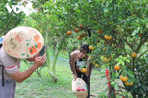 Trải nghiệm vườn quýt hồng Lai Vung và làng hoa Sa Đéc - ảnh 5