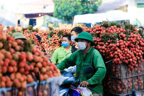 Nhộn nhịp mùa vải thiều - ảnh 13