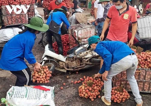 Nhộn nhịp mùa vải thiều - ảnh 12