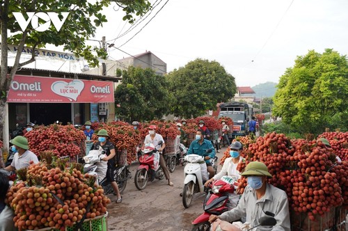 Nhộn nhịp mùa vải thiều - ảnh 14