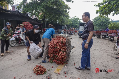 Nhộn nhịp mùa vải thiều - ảnh 11