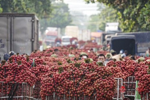 Nhộn nhịp mùa vải thiều - ảnh 4