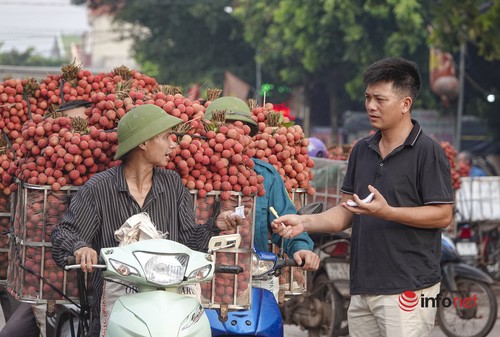 Nhộn nhịp mùa vải thiều - ảnh 5