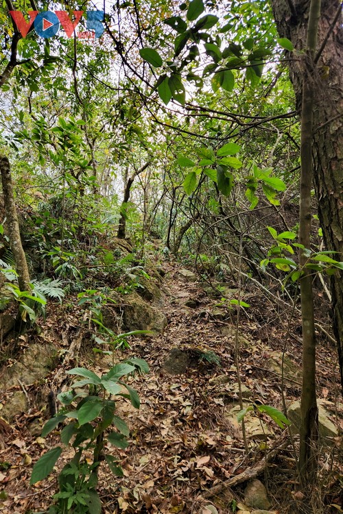 “Cúc Phương Jungle Paths năm 2025” chuyến phiêu lưu kỳ thú qua lõi rừng nguyên sinh - ảnh 6