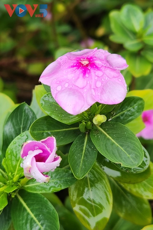 “Cúc Phương Jungle Paths năm 2025” chuyến phiêu lưu kỳ thú qua lõi rừng nguyên sinh - ảnh 12