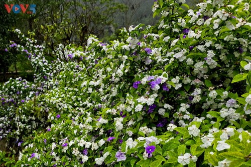 “Cúc Phương Jungle Paths năm 2025” chuyến phiêu lưu kỳ thú qua lõi rừng nguyên sinh - ảnh 13