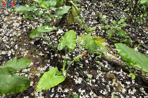 “Cúc Phương Jungle Paths năm 2025” chuyến phiêu lưu kỳ thú qua lõi rừng nguyên sinh - ảnh 10