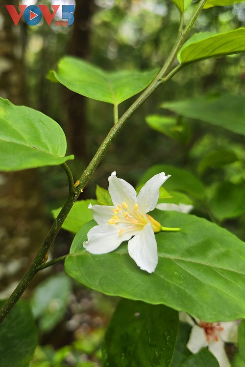 “Cúc Phương Jungle Paths năm 2025” chuyến phiêu lưu kỳ thú qua lõi rừng nguyên sinh - ảnh 11