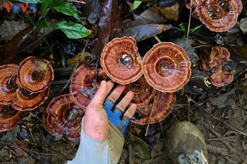 “Cúc Phương Jungle Paths năm 2025” chuyến phiêu lưu kỳ thú qua lõi rừng nguyên sinh - ảnh 9