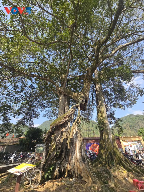 Ấn tượng giải chạy Bắc Sơn Marathon - Ná Nhèm Festival - ảnh 9