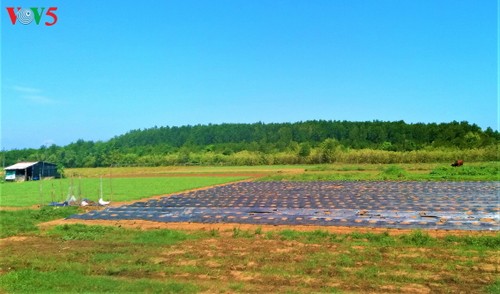 Soc Trang : planter des forêts littorales pour mieux s’adapter au changement climatique - ảnh 2