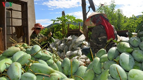 Exportations de la mangue de Son La vers des marchés exigeants - ảnh 1