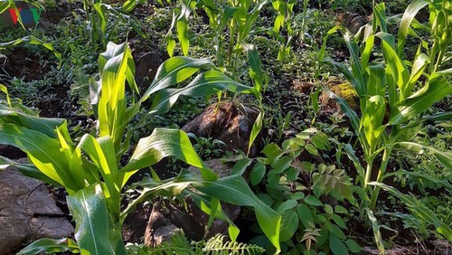 « À chaque commune son produit »  - ảnh 1