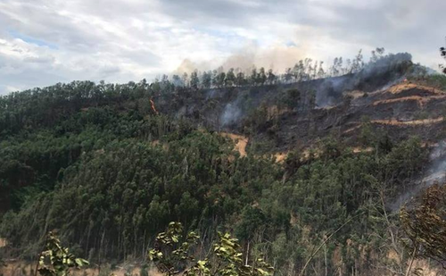 Protéger la forêt du feu - ảnh 1