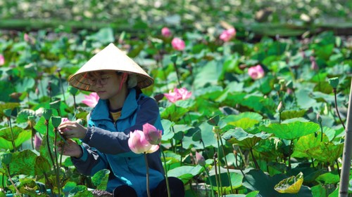 Du khách thích thú với trà, ẩm thực từ sen tươi giữa mùa Đông ở Ninh Bình - ảnh 4