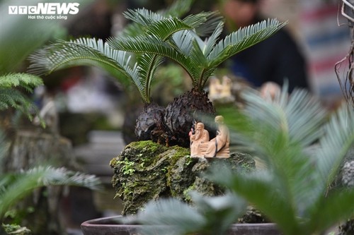 Dàn vạn tuế mini bonsai đắt đỏ xuống phố - ảnh 5