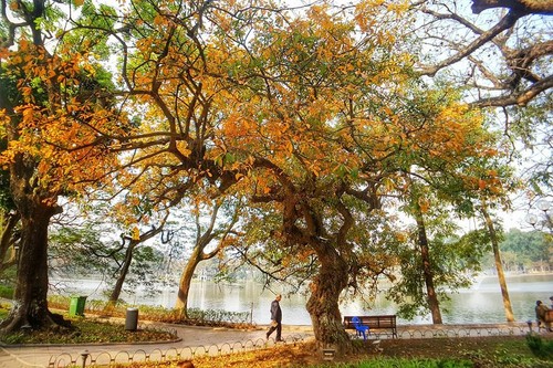 Sắc màu mộng giữa xuân Hà Nội phố - ảnh 6